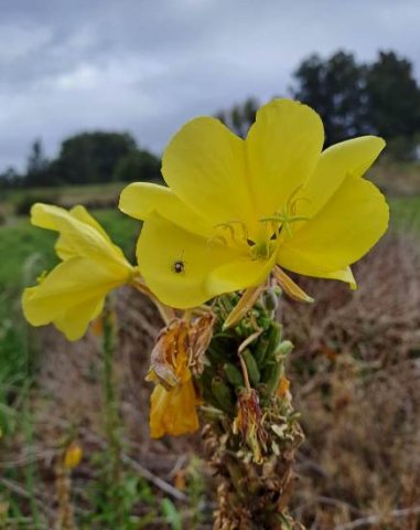 Oenethera biennis flowers